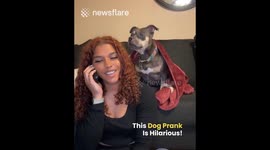Woman plays a hilarious prank on her dog