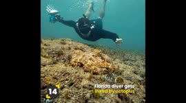 Incredible Marine Wildlife Compilation