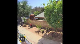 Dogs vs Wild Animals Compilation