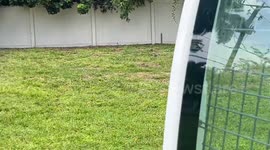 Iguana Hunter Goes On High Speed Chase