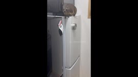 Cape Hyrax Descends Down Refrigerators