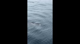 Mola Mola Eating Jellyfish Lunch