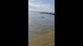 The Dog That Catches Fish