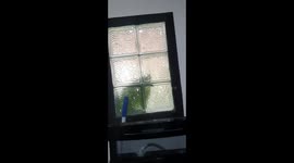Giant Spider In The Laundry Room
