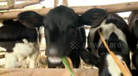 Rwandan farmers boost milk production through cow fodder cultivation