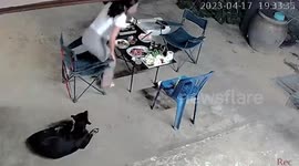 Cheeky dog steals bite to eat from owner's hotpot