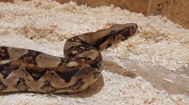Kids enjoy mini-petting zoo at shopping centre set up inside mall