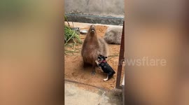 Friendly French bulldog puppy grooms capybara's fur at zoo