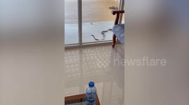 Snake slithers across resident's patio then leaves when seen