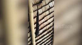 Bizarre fruit fly swarm dangles from hut's roof