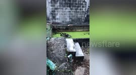 Stray dog rescued from algae-filled pond of old factory