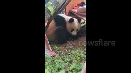 Wild Panda Ran Into Chinese Villager's Home in Xi'An, China