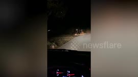 Stray cat with crisp bag stuck around head rescued