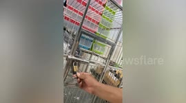 Smart parrot opens door of cage when owner comes to play with him