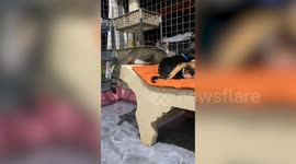 Cute pet cats chill together late at night overlooking city