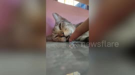 Pet cat stays in deep sleep even when his mouth is probed