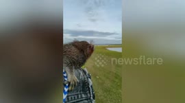 Pet marmoset monkey sits on motorcycle rider's shoulder