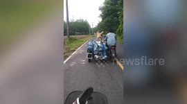 Pet dogs survey surroundings while riding on motorcycle side trailer