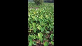 Delicacy for Autumn Equinox: taro