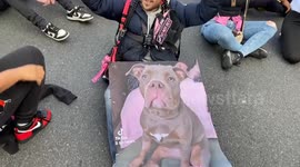 Crowds march through Westminster in protest against the American Bully XL ban