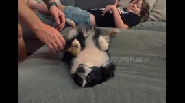 Pup Playfully Resuscitated In CPR Trick