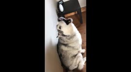 Husky Named Jackson Has A Scream