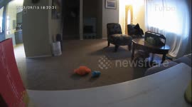 Pup Builds Herself A Pillow Pile