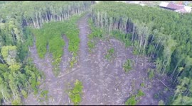 In-depth Reporting:  The destruction of the world's second-largest mangrove forest area