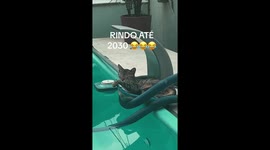 Cat Has Poolside Hammock
