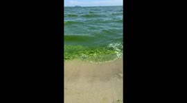 Horrible green algae washes up on popular Thai beach