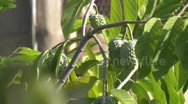Palestinian farmers pick custard-apple, or Sugar-apple (Annona squamosa) at their farm during harvest season in Gaza city.