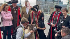 Celebrity chef Richard Corrigan leads London Sheep Drive over Southwark Bridge