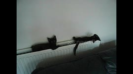 My two cats Marli and Rudie chilling out on the radiator