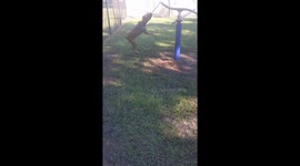 Pitbull Swings Around on Her Favorite Rope Toy