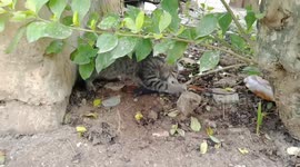 This video shows how a cat caught her very first lizard for lunch. She proves she's a carnivore through and through. The moment shows how felines cope and adapt to their environment.