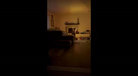 Dog With Fair Wings Is Here to Make You Smile