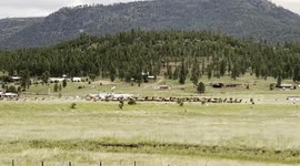 Massive Elk Herd Gathers During Rut