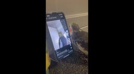 Cockatiel Meets Itself in TikTok Video