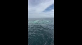 Massive Group of Whales Feeding Off the Coast of Cape Cod