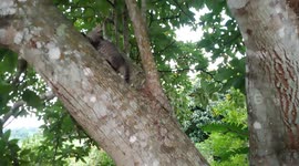 Cats love to climb trees but sometimes, they get scared on how to jump down. Nina the cat is afraid to jump down from the tree after climbing.