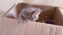 Cute moments of Nina, the cat captured in video from jumping out from her box to dangling on her hammock.