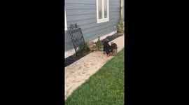 Puppies Play With Friendly Raccoon