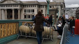 Livestock herded across Southwark Bridge during London Sheep Drive