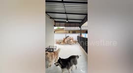 Siberian Husky dogs excitedly pounce on boy to show their affection