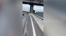 Stray cat trapped on highway rescued in by kind driver in Thailand