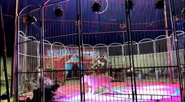 Lion unleashes sudden attack on tamer during performance in China