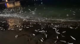 Astonished tourists witness unprecedented fish leap on beach in China