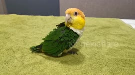 Peg leg polly! Parrot has prosthetic leg fitted so he can hop around again