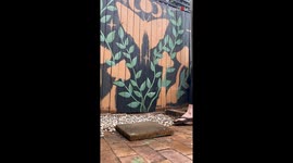 TIMELAPSE: Woman paints MAGNIFICENT Mushroom mural in her yard