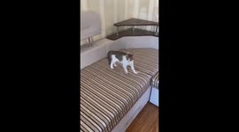 Charismatic cat Frosya's hilarious attempt to intimidate owner